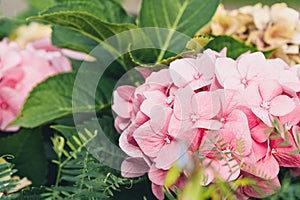 Pink hydrangea flowers in full bloom in a garden. Hydrangea bushes blossom on sunny day. Flowering hortensia plant.