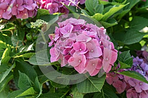 Pink hydrangea flowers in full bloom in a garden. Hydrangea bushes blossom on sunny day. Flowering hortensia plant.