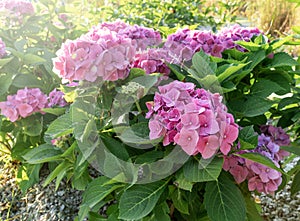 Pink hydrangea flowers in full bloom in a garden. Hydrangea bushes blossom on sunny day. Flowering hortensia plant.