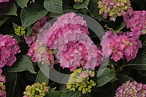 Pink Hydrangea flowers in the garden