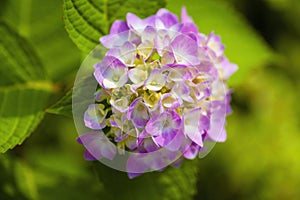 Pink hydrangea flowers in the garden