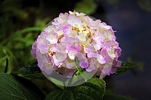 Pink hydrangea flowers in the garden