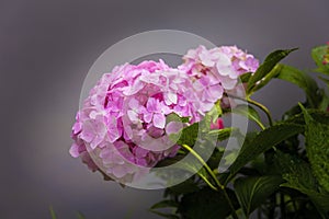 Pink hydrangea flowers in the garden