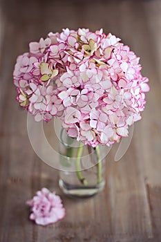 Pink hydrangea flowers