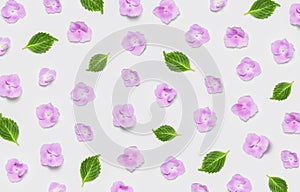 Pink hydrangea flowers and green leaves on light gray background flat lay top view. Floral pattern. Decorative gentle background