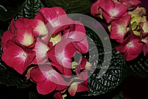 Pink hydrangea flowers, hortensias photo