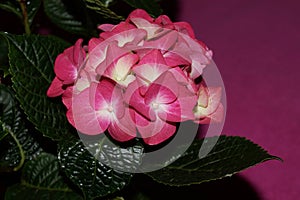 Pink hydrangea flowers, hortensias photo