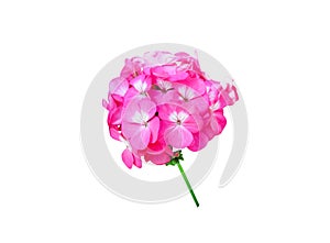 Pink hydrangea flowers  isolated on white background , clipping path