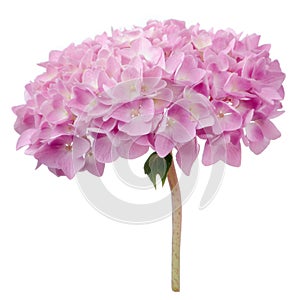 Pink Hydrangea Flowers Isolated on White Background