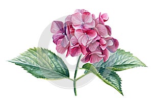 Pink Hydrangea flowers, isolated white background. Watercolor botanical illustration