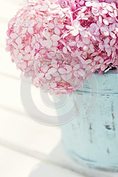 Pink hydrangea flowers