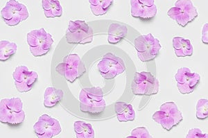 Pink hydrangea flowers on light gray background flat lay top view. Floral pattern. Decorative gentle background with pink flowers