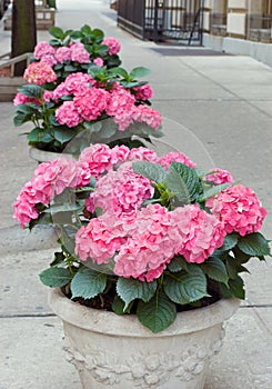 Pink hydrangea flowers in sidewalk planters