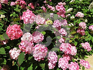 Pink Hydrangea Flowers in Summer in June