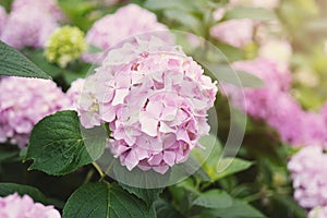 Pink hydrangea flowers with summer sunlight