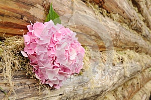 Pink Hydrangea Flowers on Wooden Wall