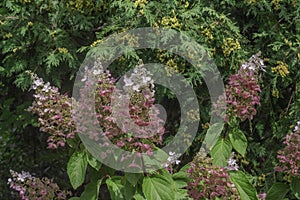 Pink Hydrangea In Front Of Evergreen Tree