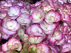 Pink hydrangea in full bloom.