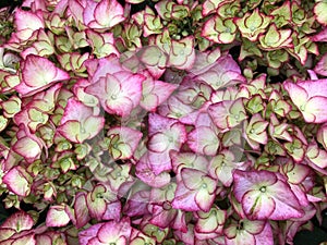 Pink hydrangea in full bloom.