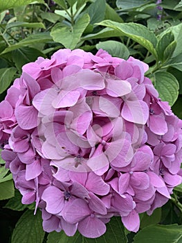 a pink hydrangea full of flowers