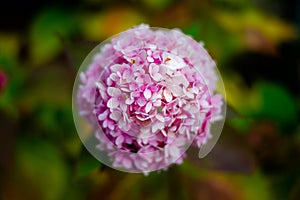 Pink hydrangea in the garden