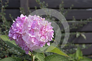 Pink hydrangea with green leaves in garden