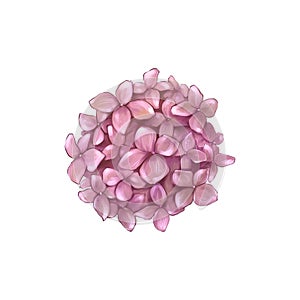 Pink Hydrangea, Handdraw illustration, Isolated on white