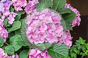 Pink hydrangea, hortensia, bright flower head close-up