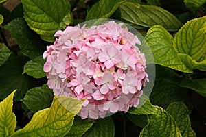 Pink Hydrangea or Hortensia flower