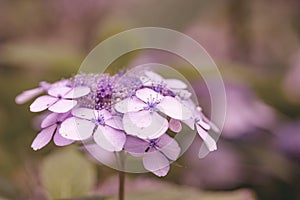 Pink hydrangea or hortensia flower