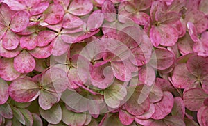 Pink hydrangea (hortensia) flowers close-up