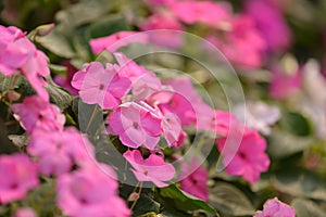 Pink Hydrangea hydrangea hortensia