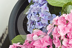 Pink hydrangea with a leafs on a flower pot. Close up..