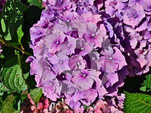 Pink Hydrangea Macrophylla