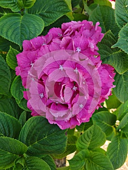 Pink Hydrangea Macrophylla