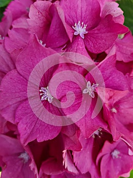 Pink Hydrangea Macrophylla