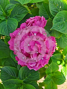 Pink Hydrangea Macrophylla