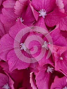 Pink Hydrangea Macrophylla