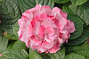 Pink hydrangea macrophylla photo