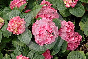 Pink hydrangea macrophylla