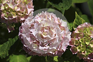 Pink hydrangea macrophylla