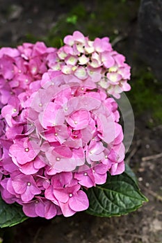 Pink Hydrangea macrophylla Bigleaf Hydrangea inflorescence closeup