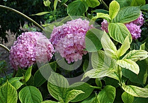 Pink hydrangea macrophylla blooms in the garden