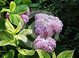 Pink hydrangea macrophylla blooms in the garden