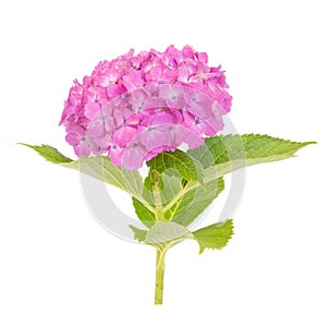 Pink Hydrangea macrophylla flower