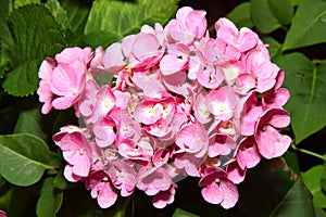 Pink hydrangea macrophylla photo