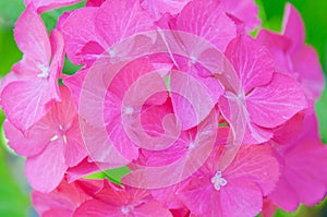 Pink hydrangea macrophylla HydrÃ¡ngea blooms