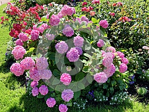 Pink hydrangea and rose