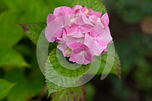 Pink hydrangea in soft focus and with rain drops close up