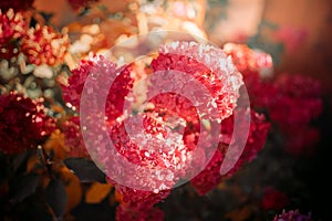 Pink hydrangea in sunlight. Hydrangea paniculata